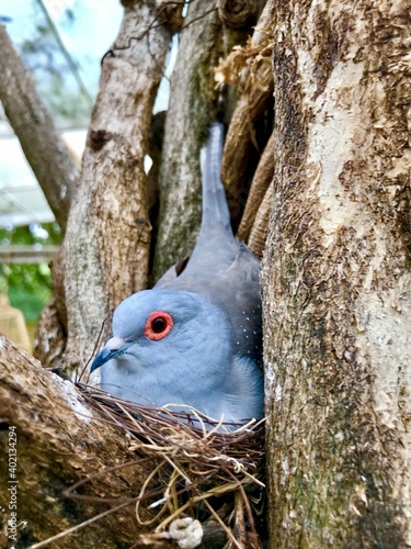 Blue bird in the nest