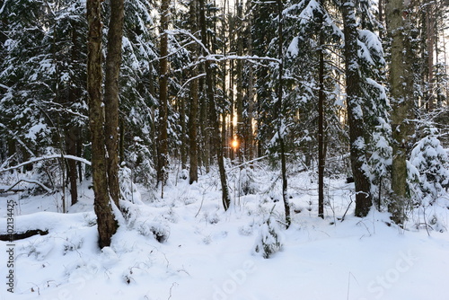 Winter snowy forest in sunlight through the trees