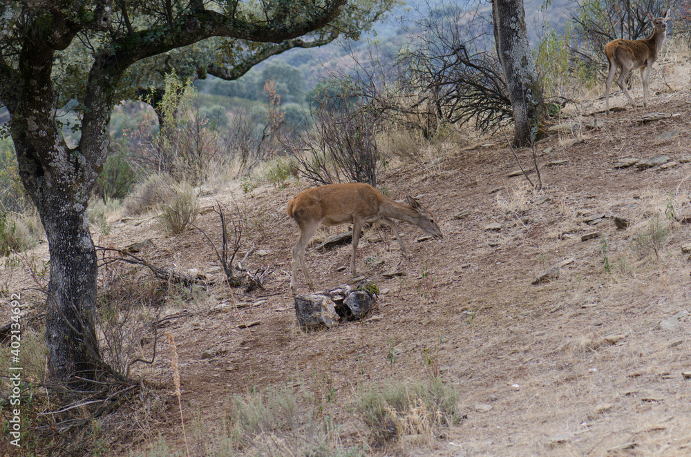 Spanish red deers Cervus elaphus hispanicus. Female and its cub in the background. Monfrague National Park. Caceres. Extremadura. Spain. Spanish red deers Cervus elaphus hispanicus. Female and its cub in the background. Monfrague National Park. Caceres. Extremadura. Spain.