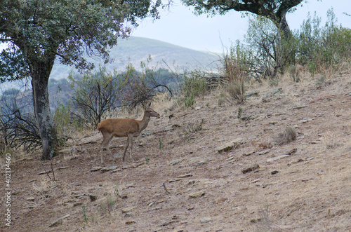 Female Spanish red deer Cervus elaphus hispanicus. Monfrague National Park. Caceres. Extremadura. Spain. © Víctor