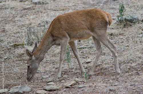 Female Spanish red deer Cervus elaphus hispanicus feeding. Monfrague National Park. Caceres. Extremadura. Spain.