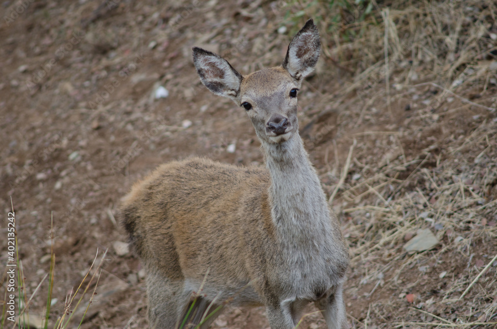 Young Spanish red deer Cervus elaphus hispanicus. Monfrague National Park. Caceres. Extremadura. Spain. Young Spanish red deer Cervus elaphus hispanicus. Monfrague National Park. Caceres. Extremadura. Spain.