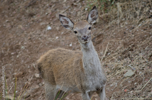 Young Spanish red deer Cervus elaphus hispanicus. Monfrague National Park. Caceres. Extremadura. Spain. © Víctor
