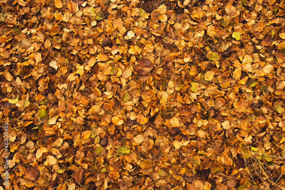 Yellow and orange leaves mixed with pine cones, shades of autumn spirit. A pile of dried leaves on the ground with brown color cones in the forest. Bird eye view of an natural fall background texture. Yellow and orange leaves mixed with pine cones, shades of autumn spirit. A pile of dried leaves on the ground with brown color cones in the forest. Bird eye view of an natural fall background texture.