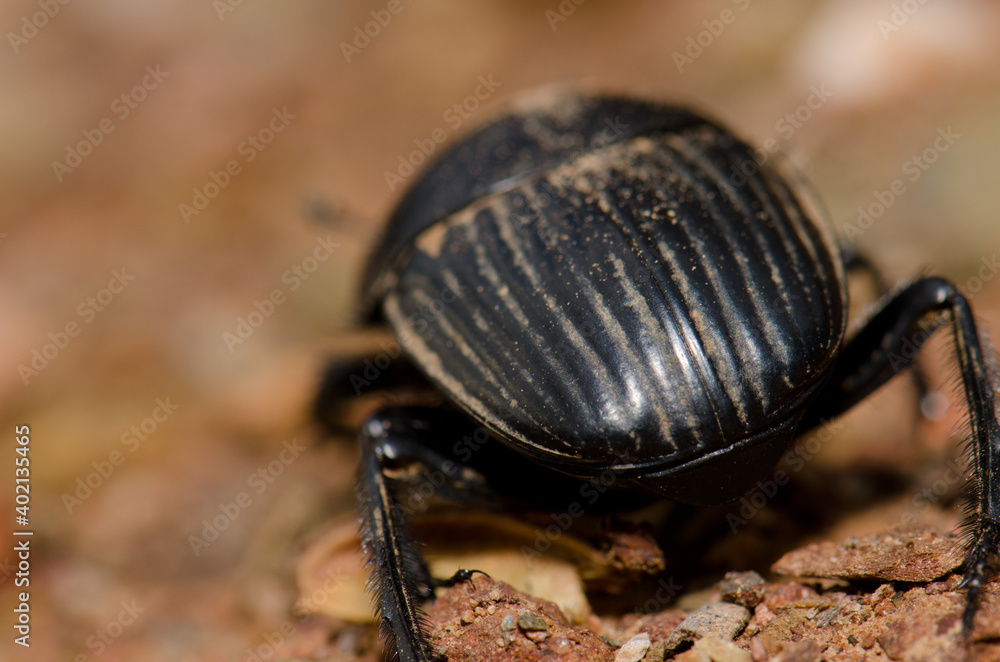 Back view of a earth-boring dung beetle Scarabaeus laticollis. Monfrague National Park. Caceres. Extremadura. Spain. Back view of a earth-boring dung beetle Scarabaeus laticollis. Monfrague National Park. Caceres. Extremadura. Spain.