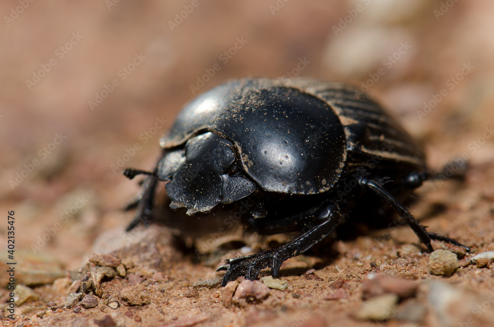 Earth-boring dung beetle Scarabaeus laticollis. Monfrague National Park. Caceres. Extremadura. Spain.