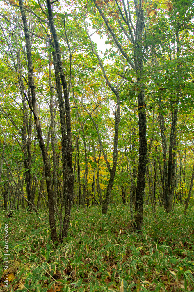 北海道の釧路湿原のブナ林