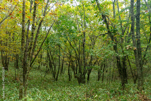 北海道の釧路湿原のブナ林