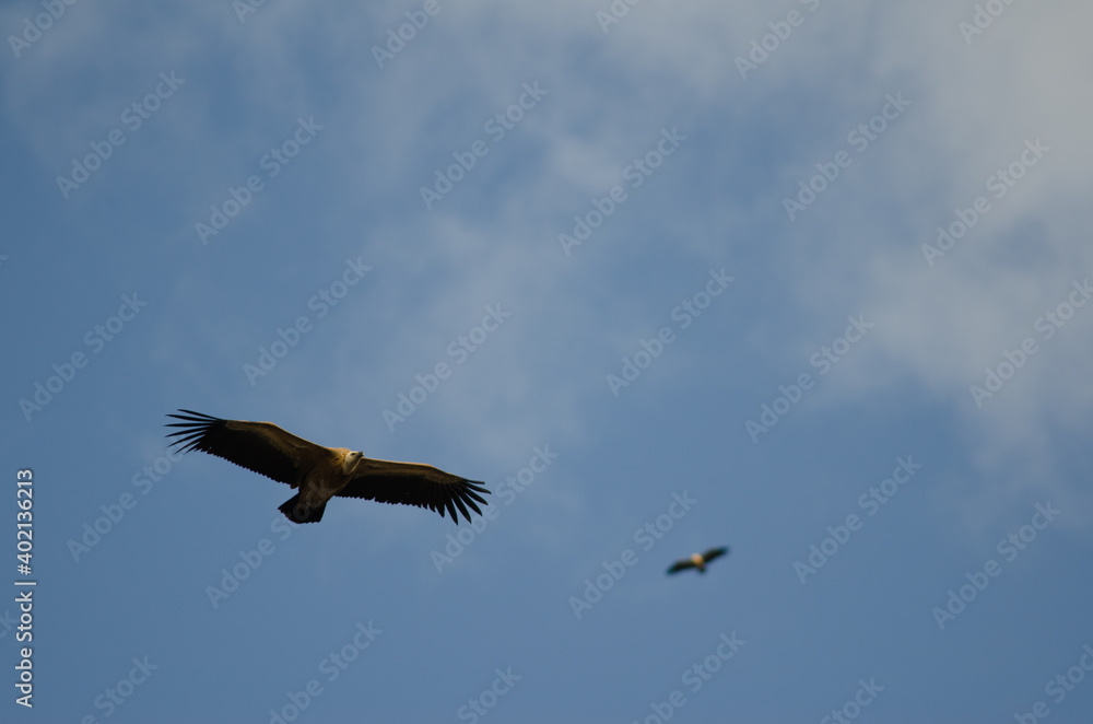 Griffon vultures Gyps fulvus gliding. Salto del Gitano. Monfrague National Park. Caceres. Extremadura. Spain. Griffon vultures Gyps fulvus gliding. Salto del Gitano. Monfrague National Park. Caceres. Extremadura. Spain.