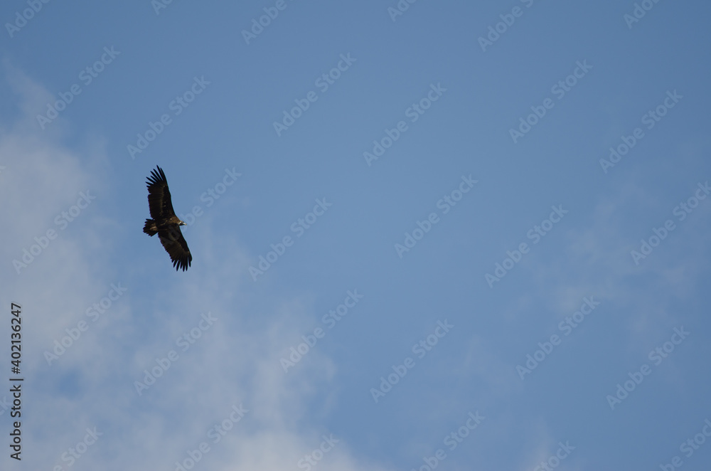 Cinereous vulture Aegypius monachus gliding. Salto del Gitano. Monfrague National Park. Caceres. Extremadura. Spain.