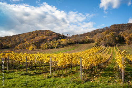Autumnal vineyard with yellow and red leaves in Burgenland