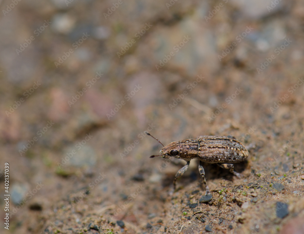 Weevil in the Monfrague National Park. Caceres. Extremadura. Spain. Weevil in the Monfrague National Park. Caceres. Extremadura. Spain.