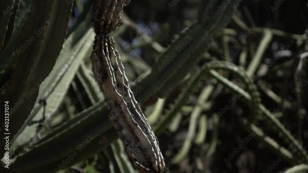 Dead Cereus Cactus Hanging Piece Dead Cereus Cactus Hanging Piece