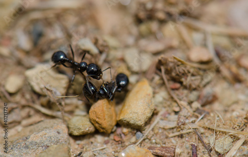 Ant next to a dead specimen. Monfrague National Park. Caceres. Extremadura. Spain. © Víctor