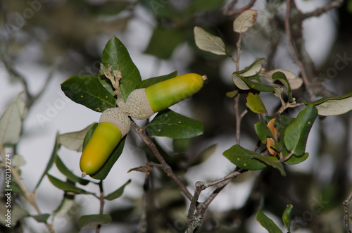 Acorns of evergreen oak Quercus ilex rotundifolia. Cerro Gimio. Monfrague National Park. Caceres. Extremadura. Spain. photo