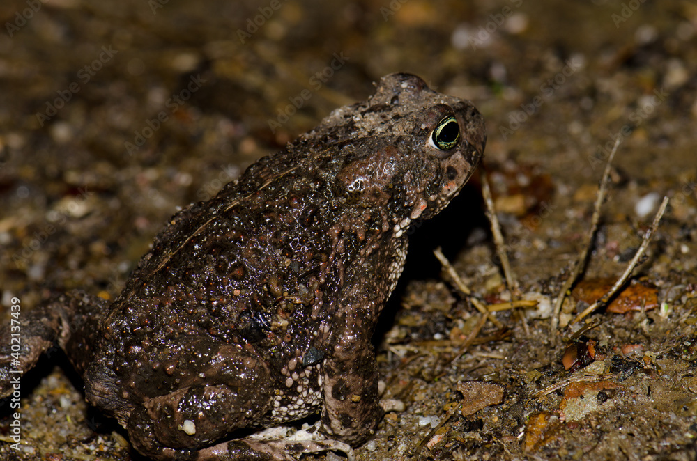 Common toad Bufo bufo in Malpartida de Plasencia. Caceres. Extremadura. Spain. Common toad Bufo bufo in Malpartida de Plasencia. Caceres. Extremadura. Spain.
