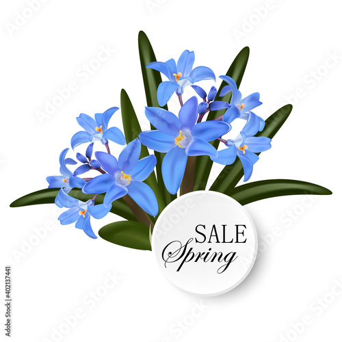 Floral background of pink and blue spring chionodoxa flowers on green leaves background