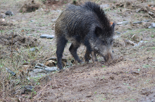 Wild boar Sus scrofa rooting in the earth. Huerto del Almez. Villareal de San Carlos. Monfrague National Park. Caceres. Extremadura. Spain. photo