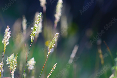 Close up view on the grass with blurred background © Miro