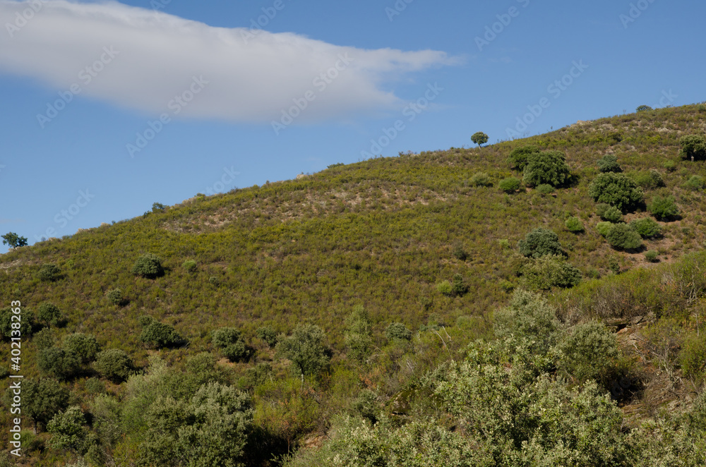 Landscape in the Monfrague National Park. Caceres. Extremadura. Spain.