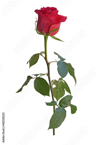 one pink rose on a long stem with leaves, white background, isolate