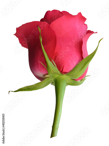 Pink rose on a stem with green leaves, bottom view, one piece, white background