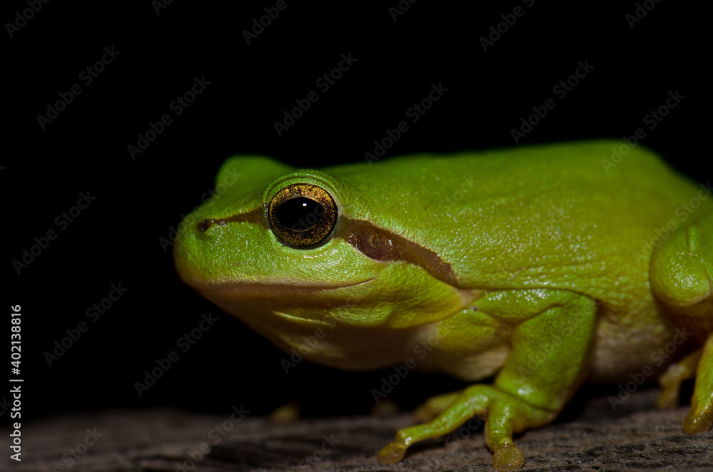 Mediterranean tree frog Hyla meridionalis. Malpartida de Plasencia. Caceres. Extremadura. Spain. Mediterranean tree frog Hyla meridionalis. Malpartida de Plasencia. Caceres. Extremadura. Spain.