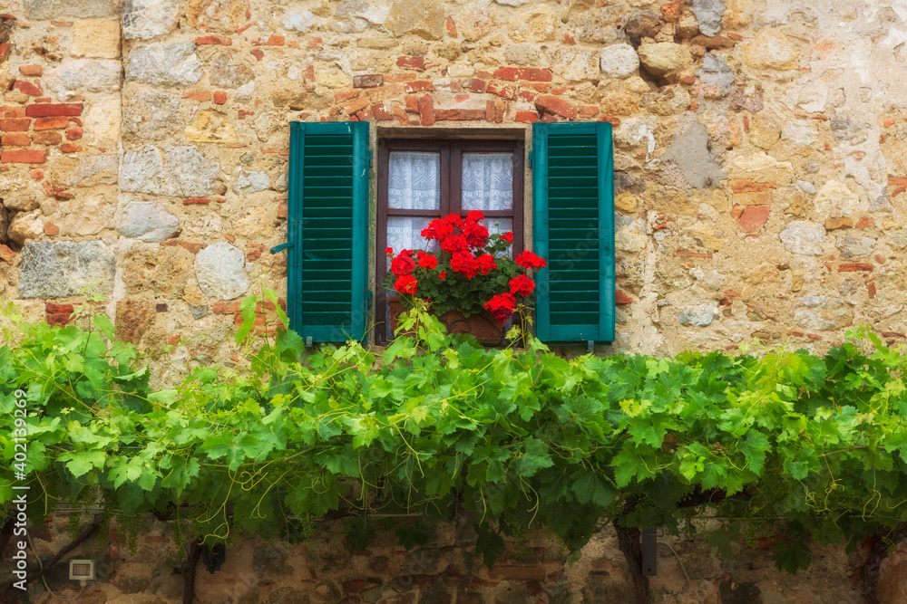 A window with green shutters on a old brick wall with red flowers and grapevines growning underneath glows in the sunshine during a summer day in the Tuscany region of Italy. A window with green shutters on a old brick wall with red flowers and grapevines growning underneath glows in the sunshine during a summer day in the Tuscany region of Italy.