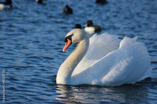Male swan, slightly aggressive, watching and protecting it`s territory.