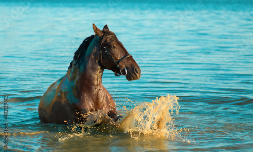 One adult horse is lying in the water.
