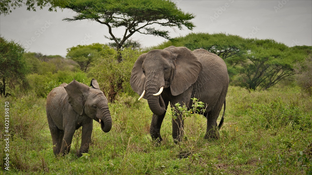 Obraz premium african elephant herd tansania tarangire