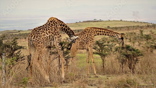 Canvas Print Serengeti Giraffe