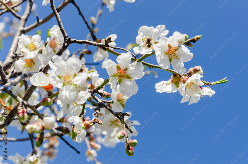 Almond flowers, springtime. Close-up of almond flowers from Datca, Mugla, Turkey Almond flowers, springtime. Close-up of almond flowers from Datca, Mugla, Turkey
