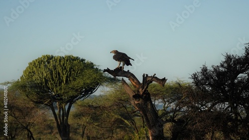 Serengeti Eagle