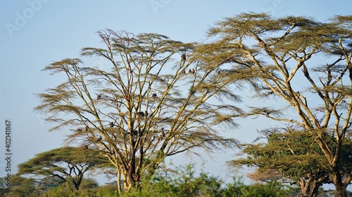 Serengeti Monkeys