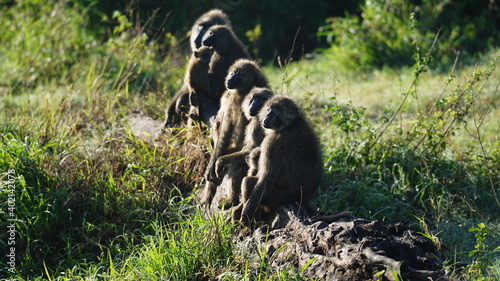 Serengeti Baboon