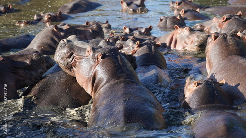 serengeti hypos