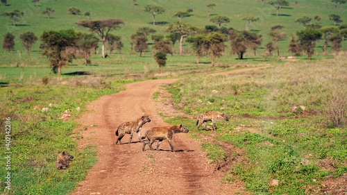 Serengeti Hyena
