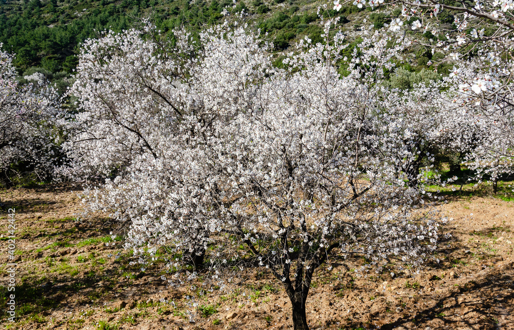 Almond trees blooming in orchard against blue, Spring sky. Datca, Mugla, Turkey Almond trees blooming in orchard against blue, Spring sky. Datca, Mugla, Turkey