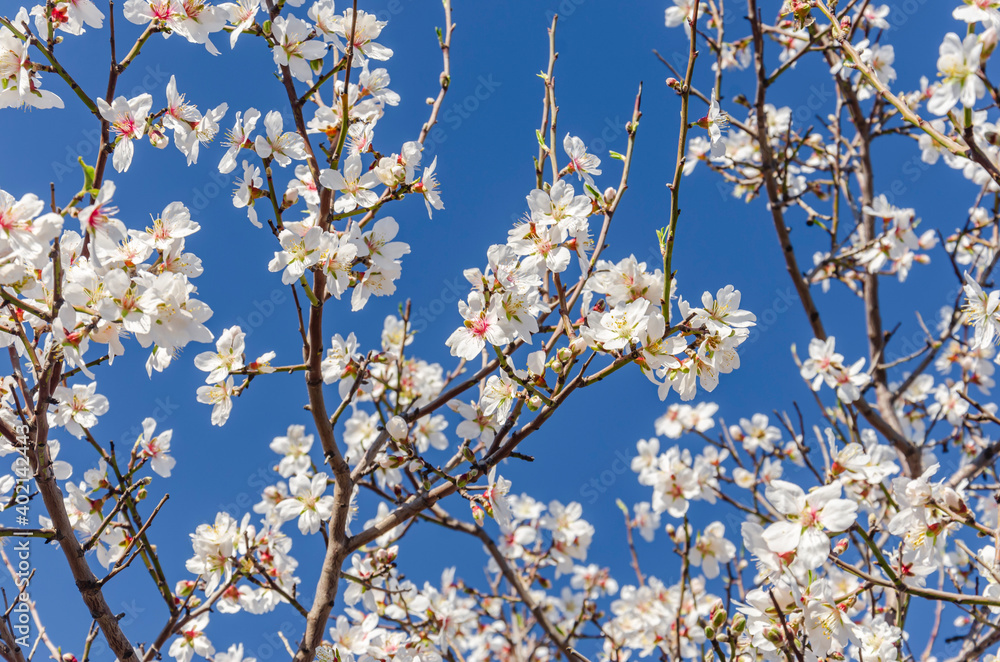 Almond flowers, springtime. Close-up of almond flowers from Datca, Mugla, Turkey Almond flowers, springtime. Close-up of almond flowers from Datca, Mugla, Turkey