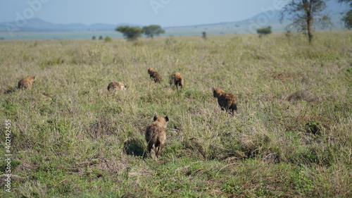 Serengeti Hyena