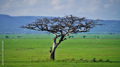 Serengeti 