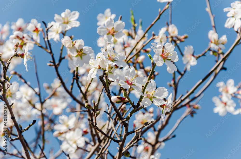 Almond flowers, springtime. Close-up of almond flowers from Datca, Mugla, Turkey Almond flowers, springtime. Close-up of almond flowers from Datca, Mugla, Turkey
