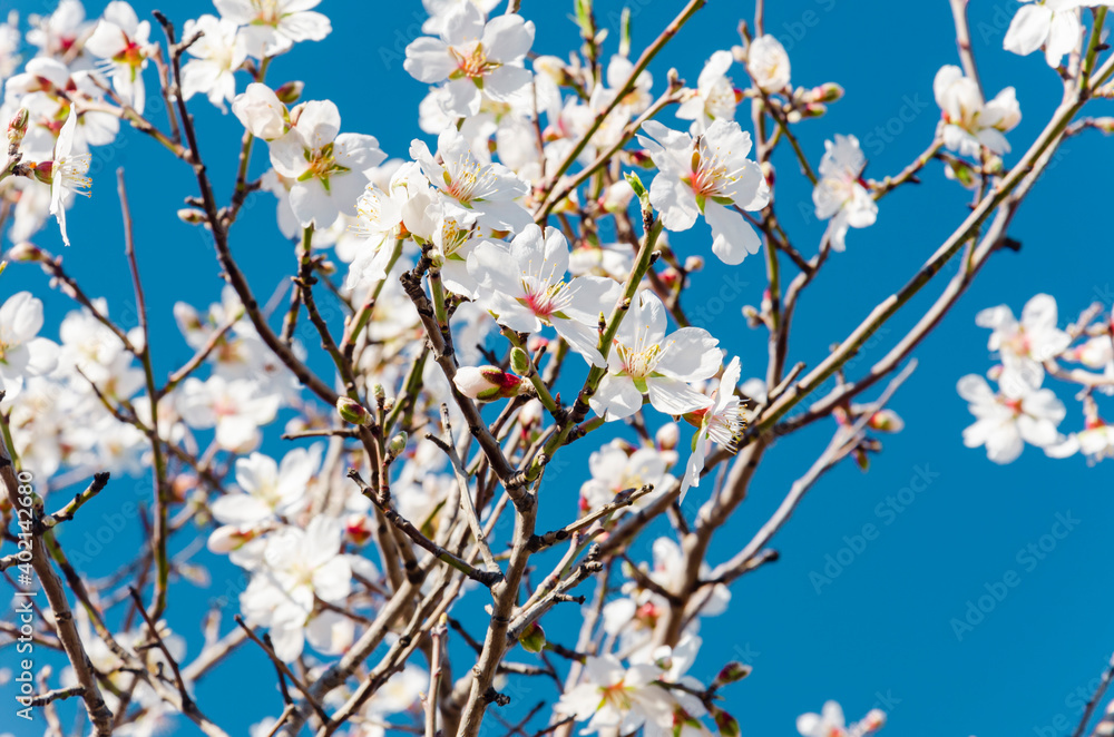 Almond flowers, springtime. Close-up of almond flowers from Datca, Mugla, Turkey Almond flowers, springtime. Close-up of almond flowers from Datca, Mugla, Turkey