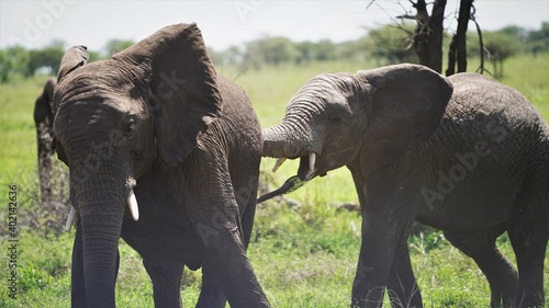 serengeti elephants fight