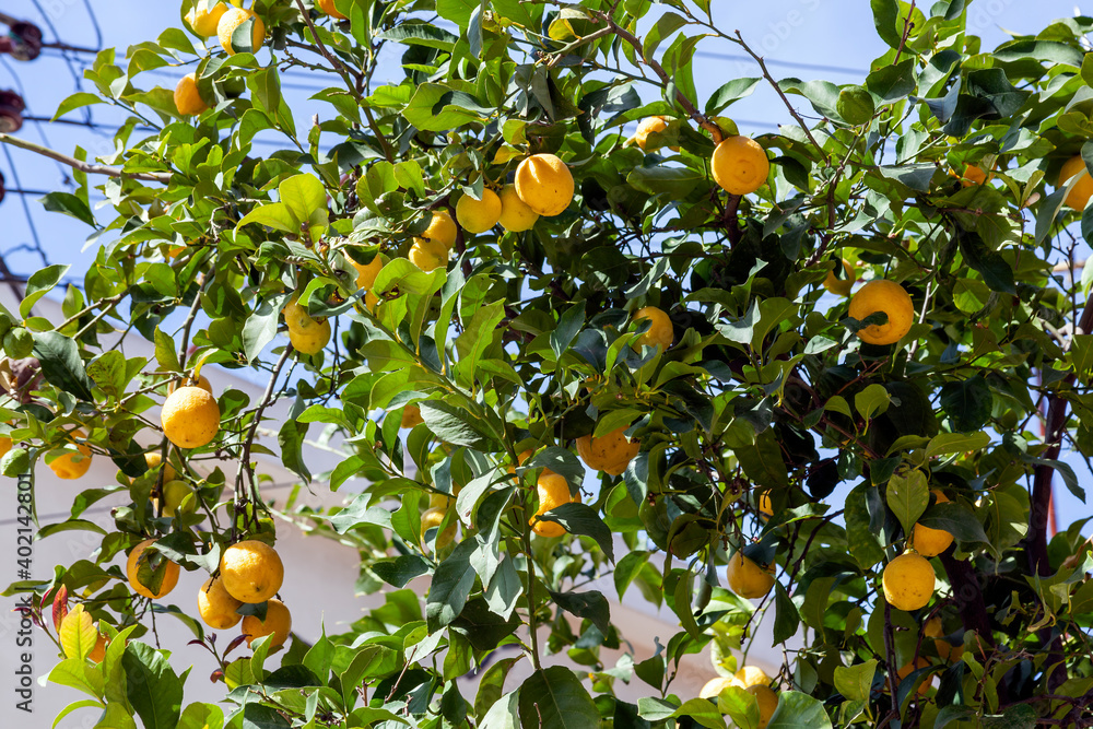 Lemon tree a yellow citrus fruit plant found in Middle East Mediterranean countries which is has vitamin C health benefits, stock photo image 