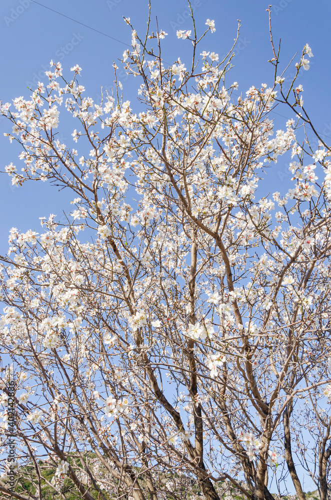 Almond flowers, springtime. Close-up of almond flowers from Datca, Mugla, Turkey Almond flowers, springtime. Close-up of almond flowers from Datca, Mugla, Turkey