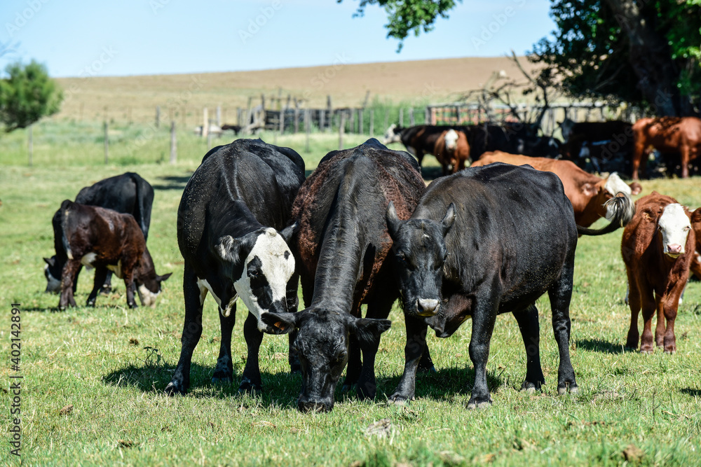 Cattle in Argentine countryside,La Pampa Province, Argentina.