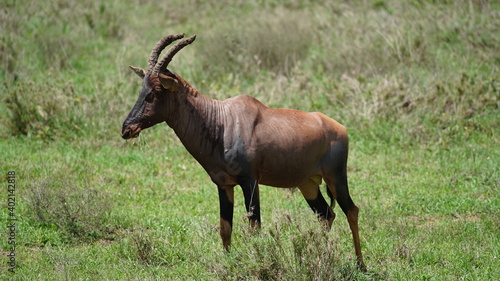 serengeti elk HARTEBEEST