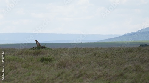  cheetah serengeti